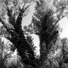 Roman trees
